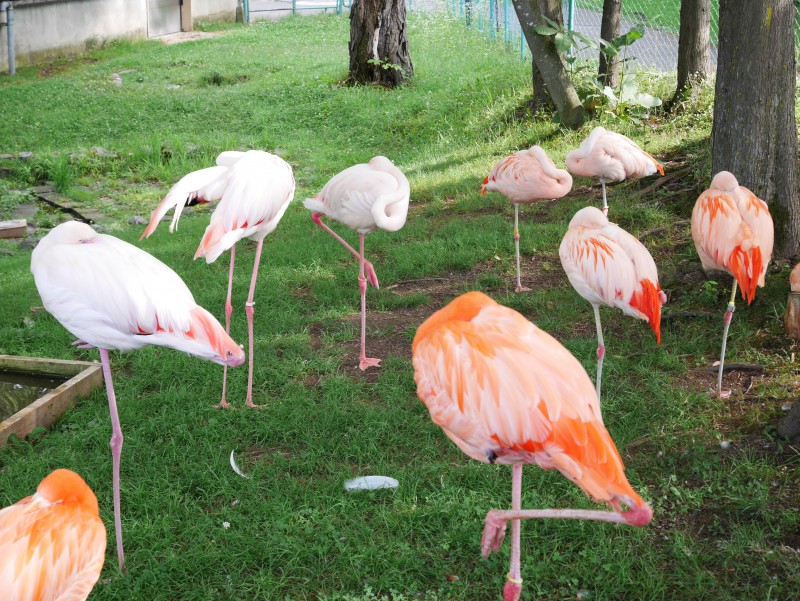 旭山動物園