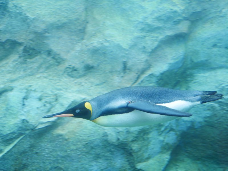 旭山動物園