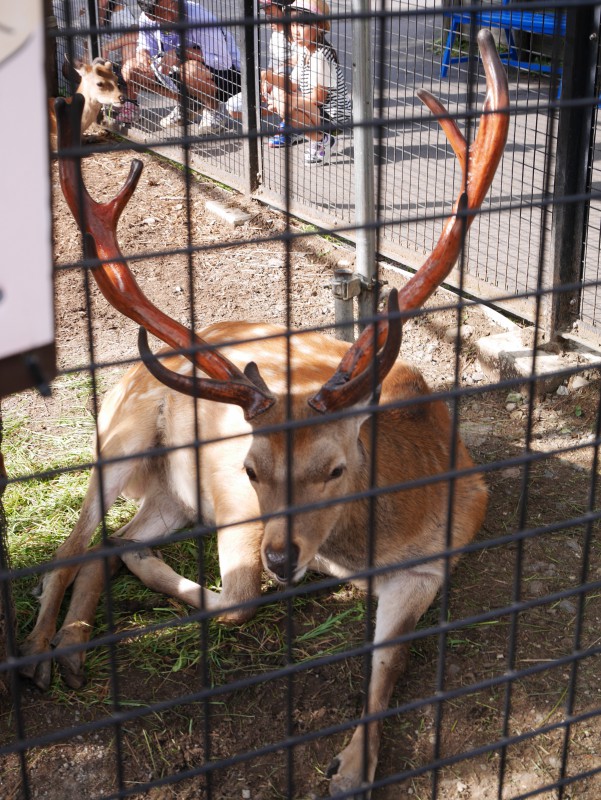 旭山動物園