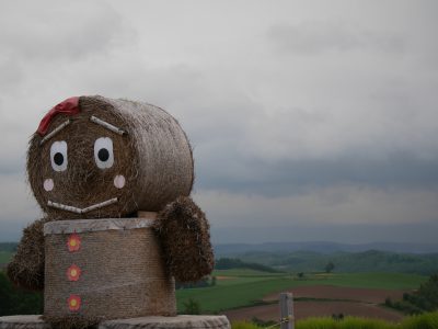 北海道 美瑛町 四季彩の丘 色とりどりの花畑