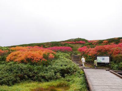 北海道 美瑛町 白金青い池と白ヒゲの滝 青の絶景を求めて