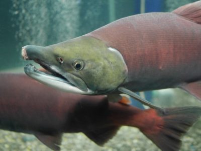 サケのふるさと 千歳水族館 道の駅 サーモンパーク千歳／北海道千歳市