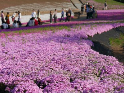 埼玉 秩父 羊山公園 芝桜が咲き誇る秩父の絶景