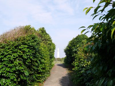 静岡県 下田公園 あじさい会場 アジサイ群生日本一