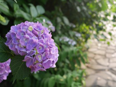 静岡県 下田公園 あじさい会場 アジサイ群生日本一