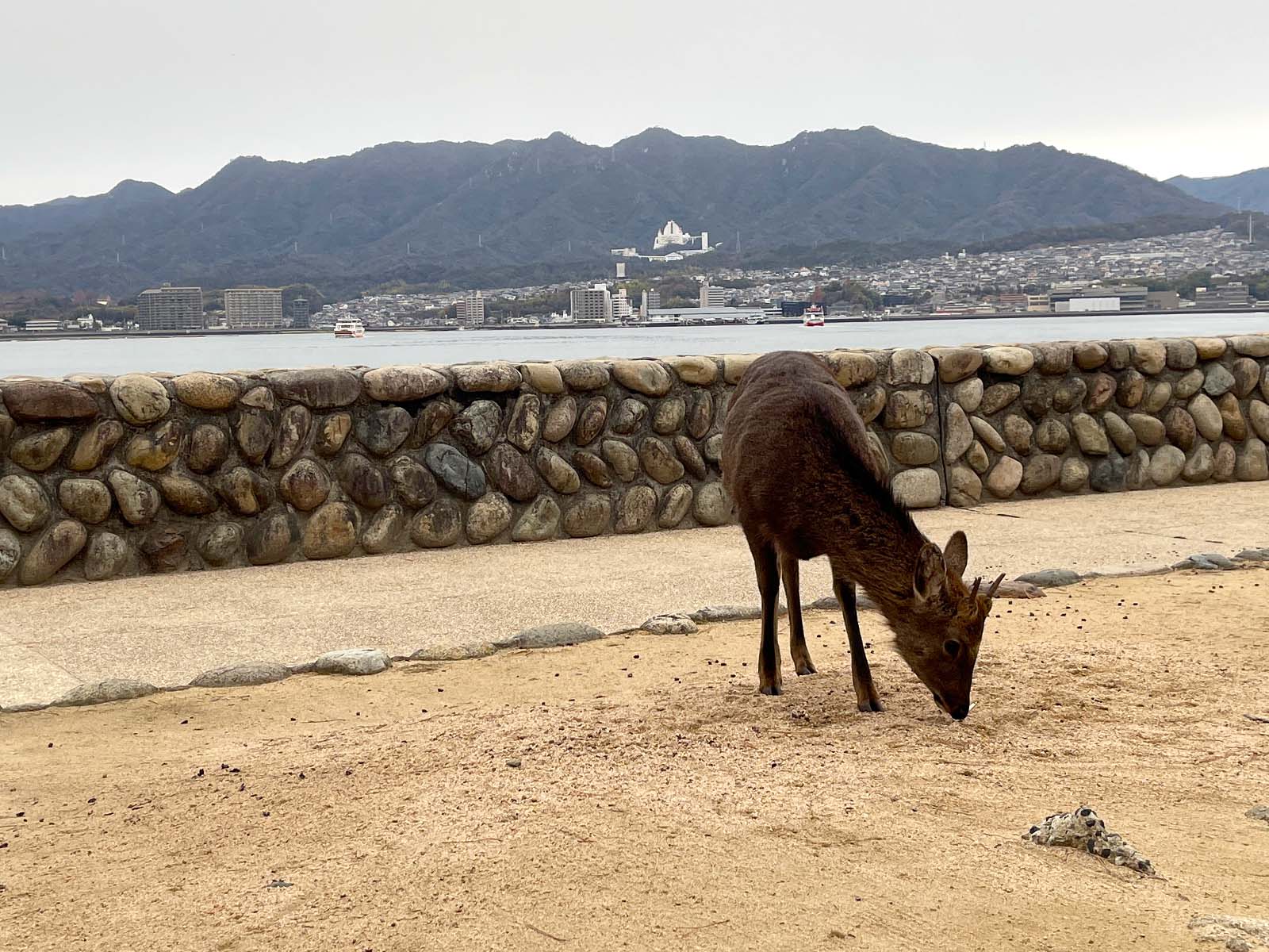 宮島にある国宝・世界遺産 厳島神社の大鳥居の近くまで行ってみたよ！／広島県廿日市