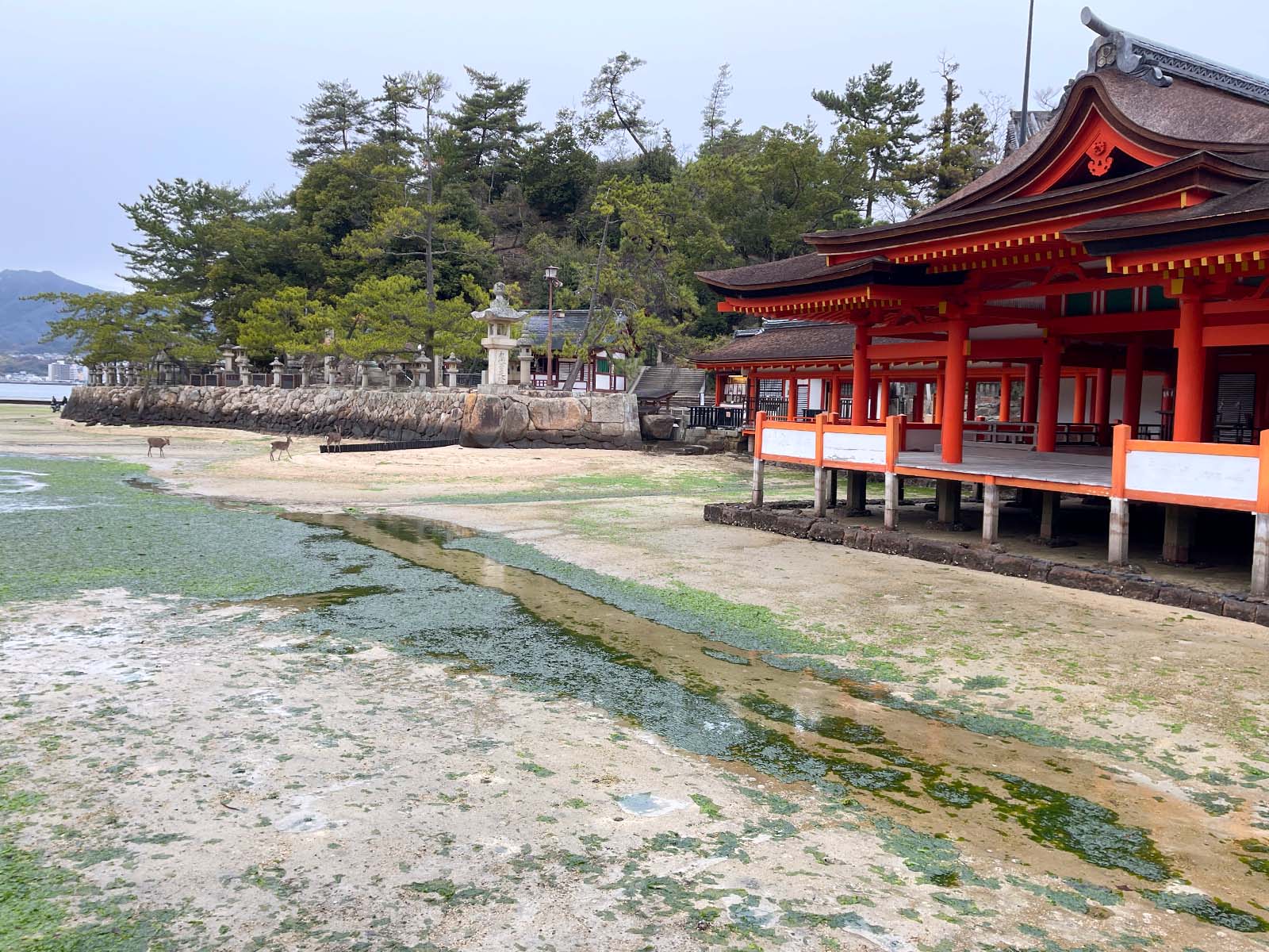 宮島にある国宝・世界遺産 厳島神社の大鳥居の近くまで行ってみたよ！／広島県廿日市