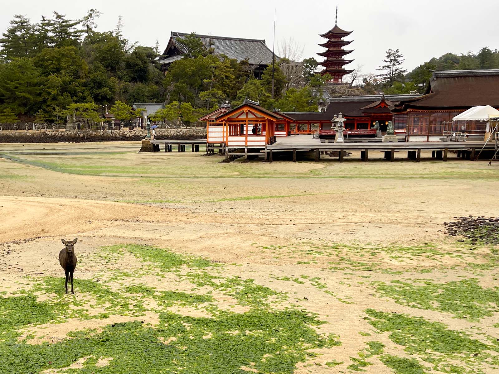 宮島にある国宝・世界遺産 厳島神社の大鳥居の近くまで行ってみたよ！／広島県廿日市