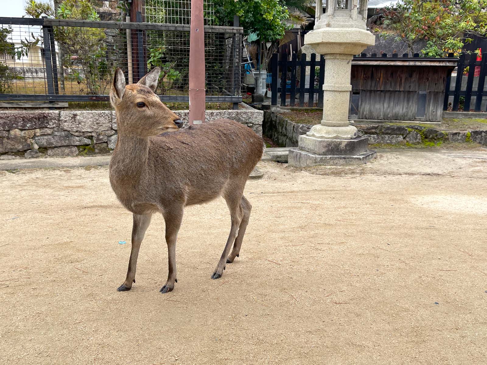 宮島にある国宝・世界遺産 厳島神社の大鳥居の近くまで行ってみたよ！／広島県廿日市