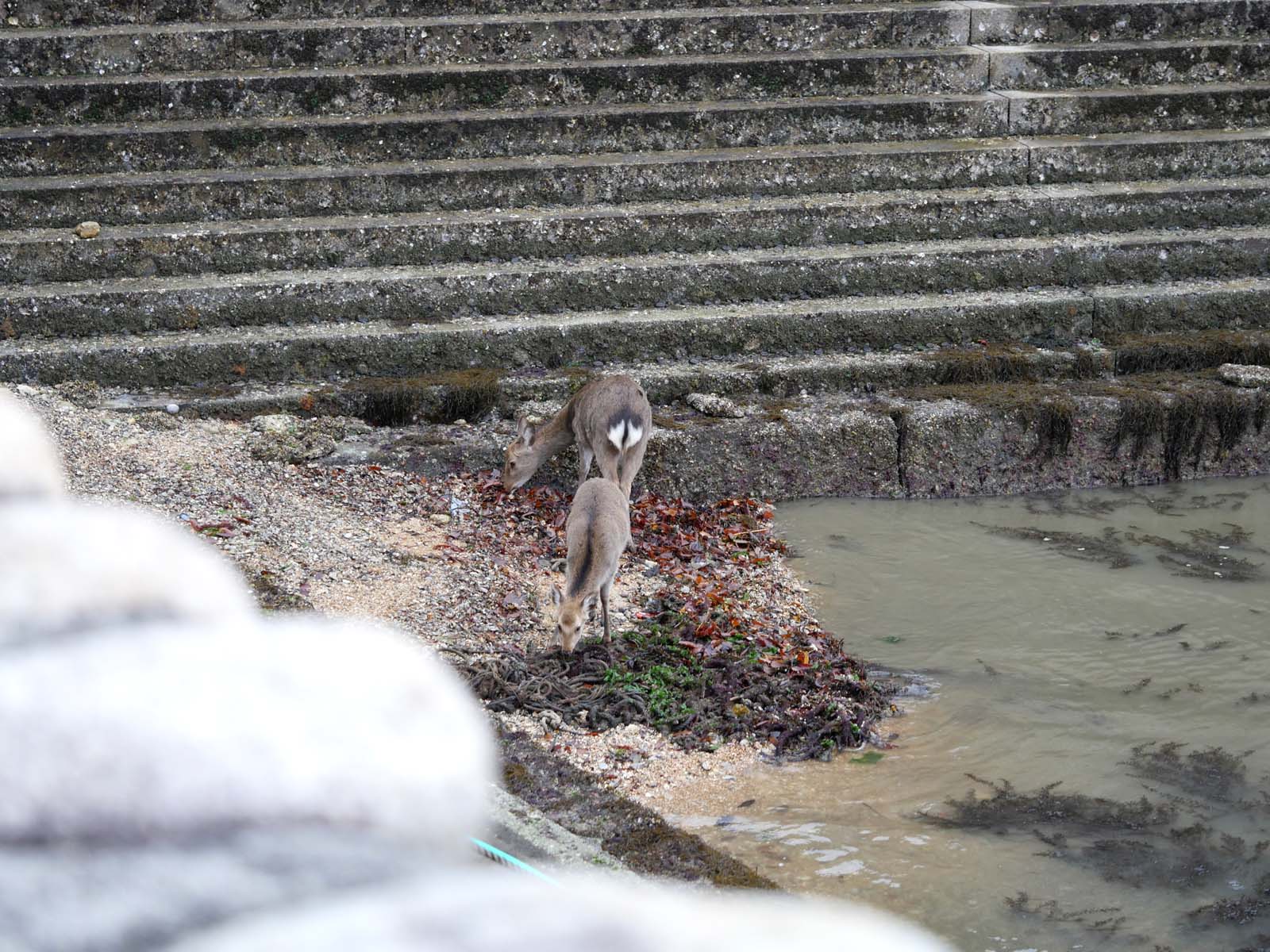 宮島にある国宝・世界遺産 厳島神社の大鳥居の近くまで行ってみたよ！／広島県廿日市