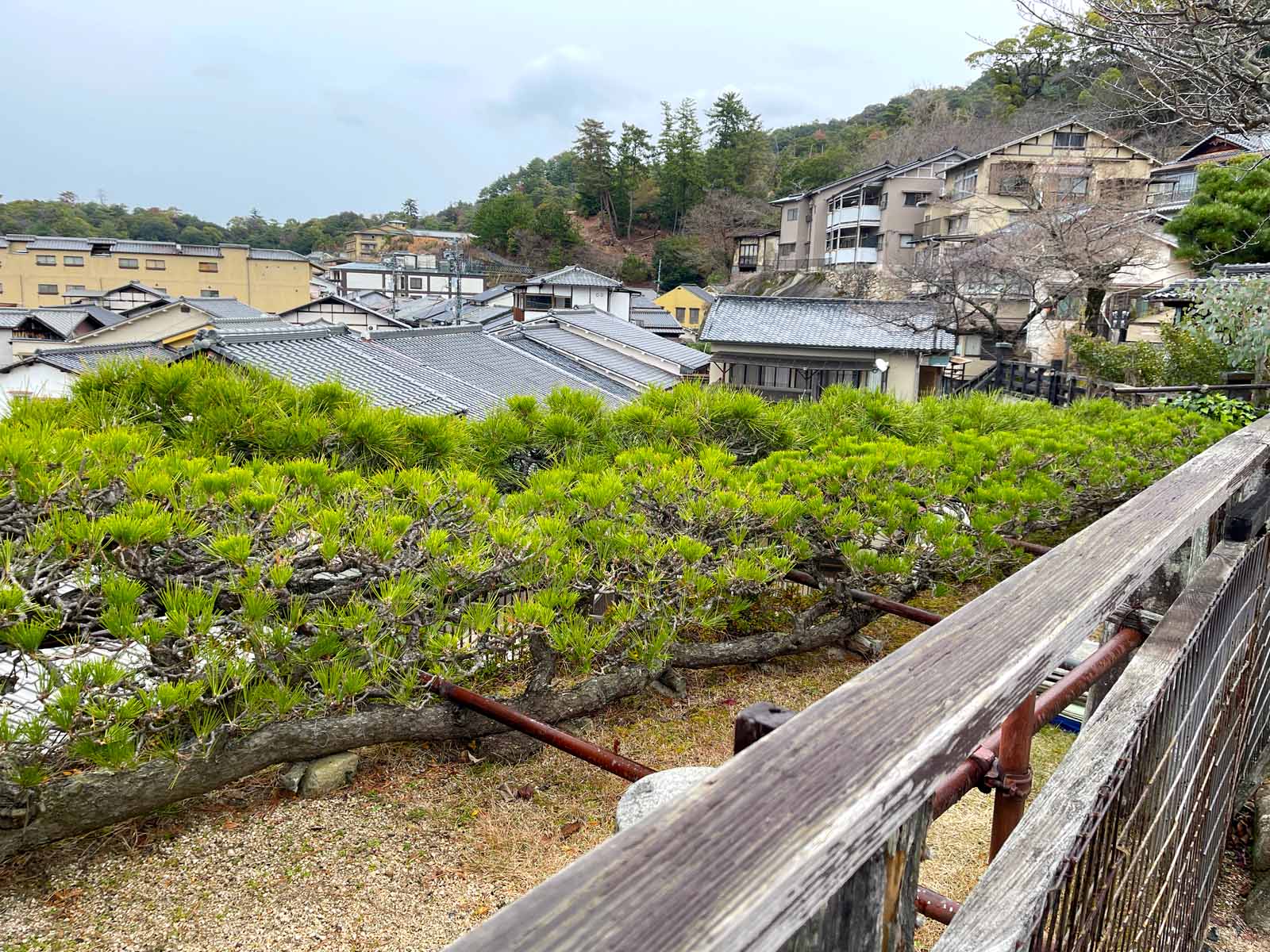 宮島にある豊国神社(千畳閣)と五重塔と龍鬚の松を見たよ！／広島県廿日市