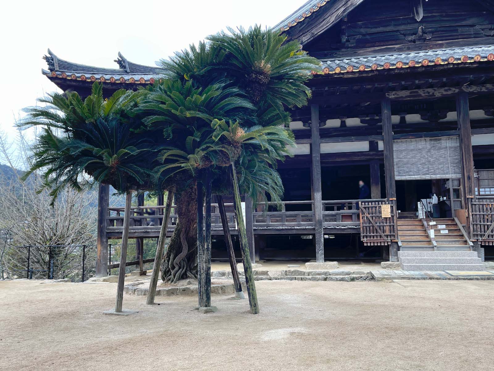 宮島にある豊国神社(千畳閣)と五重塔と龍鬚の松を見たよ！／広島県廿日市