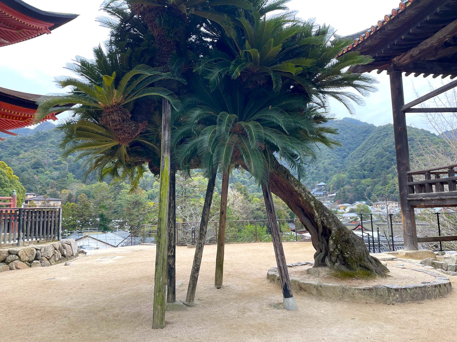 宮島にある豊国神社(千畳閣)と五重塔と龍鬚の松を見たよ！／広島県廿日市