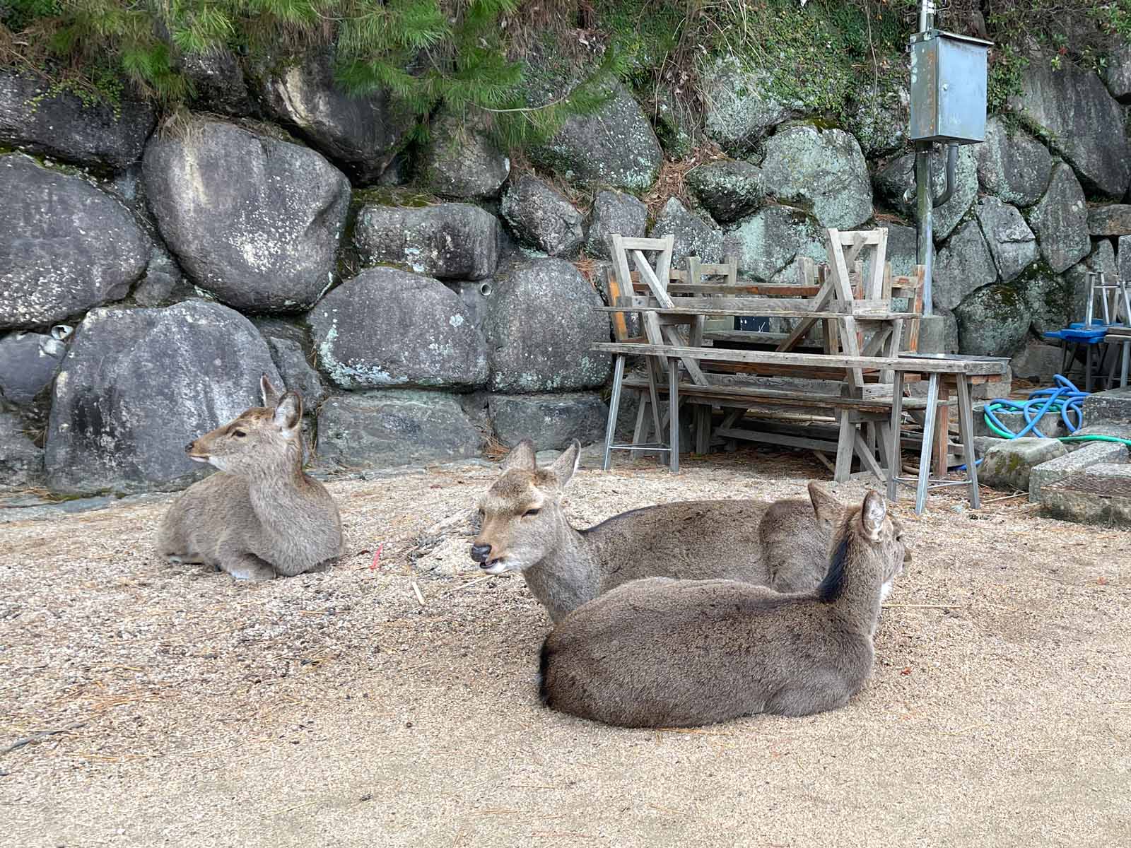 宮島の博多屋で広島名物がんす、揚げもみじまんじゅうを食べたよ！／広島県廿日市