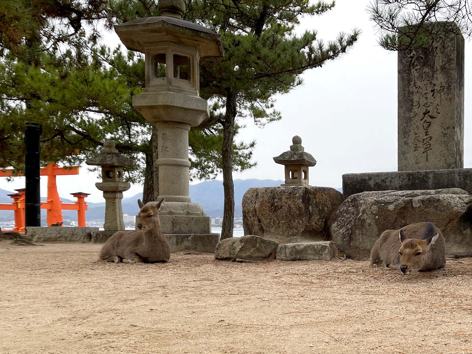 宮島の博多屋で広島名物がんす、揚げもみじまんじゅうを食べたよ！／広島県廿日市