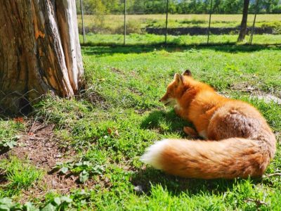 キタキツネが野生に近い状態で放し飼いにされている「北きつね牧場」／北海道北見市