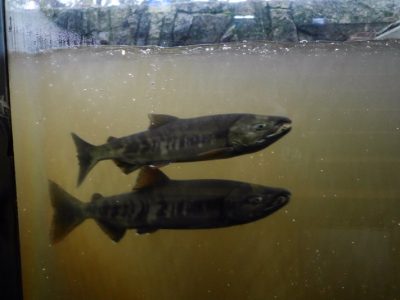 KIKI知床ナチュラルリゾートにミステリープランで予約して泊まったよ／北海道知床