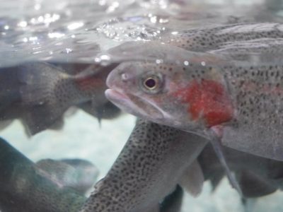 標津サーモンパーク内のサーモン科学館（サケの水族館）で鮭の遡上見たよ／北海道標津町