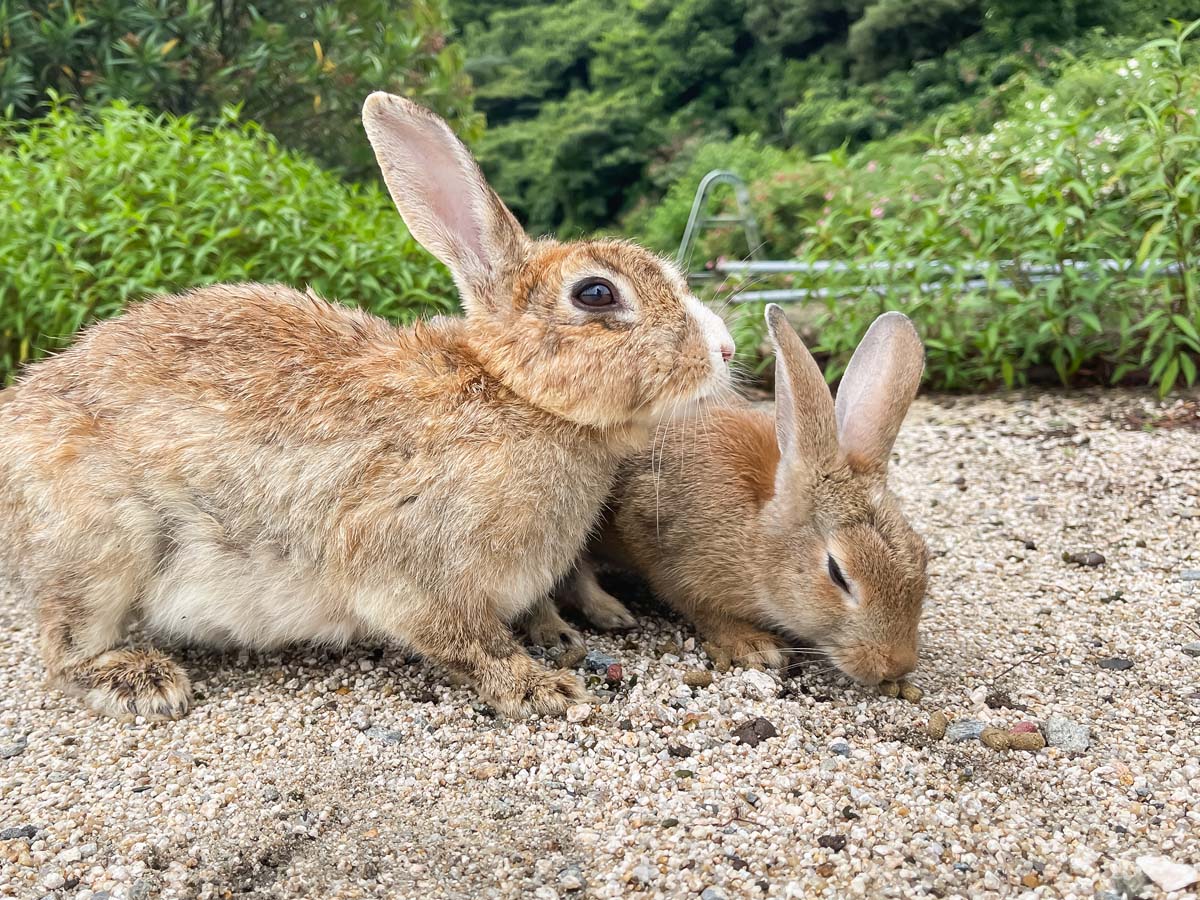 レンタル自転車で一周！大久野島(おおくのしま)でうさぎに癒されたよー／広島県竹原