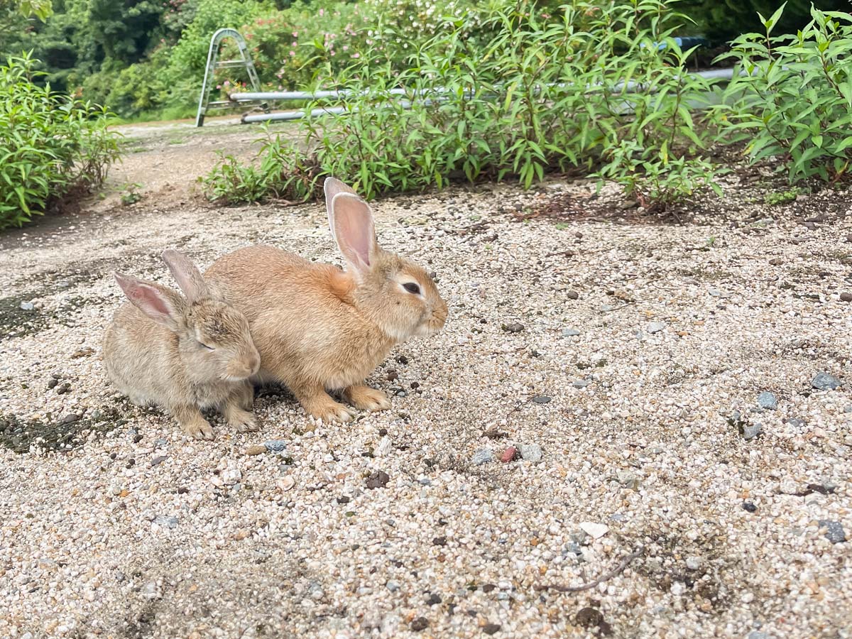 レンタル自転車で一周！大久野島(おおくのしま)でうさぎに癒されたよー／広島県竹原