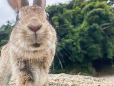 レンタル自転車で一周！大久野島(おおくのしま)でうさぎに癒されたよー／広島県竹原市