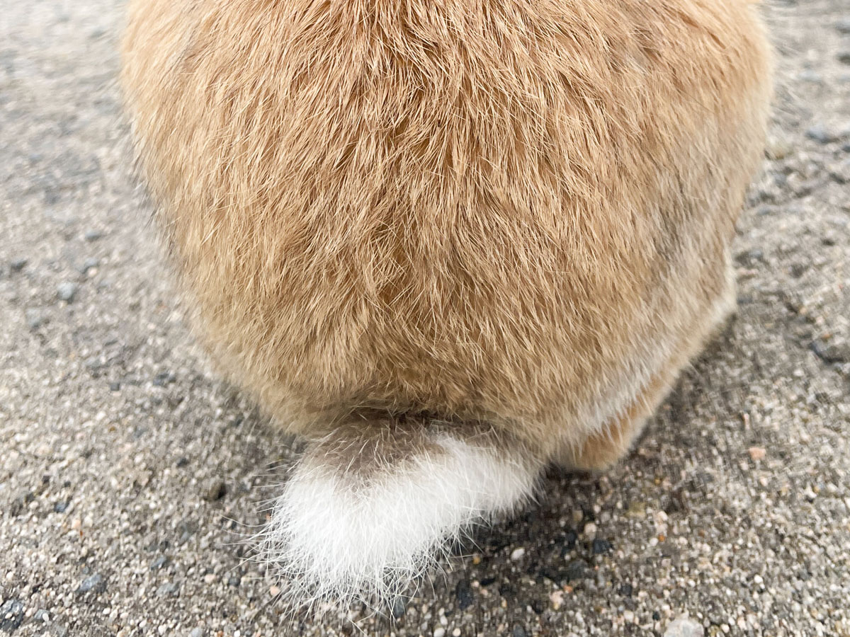 レンタル自転車で一周！大久野島(おおくのしま)でうさぎに癒されたよー／広島県竹原