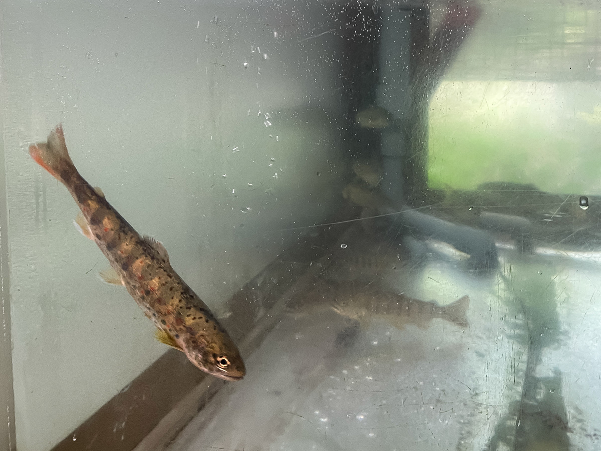 三段峡の「黒淵荘」でカレーライス、山女魚(ヤマメ)の串焼き食べたよ!/広島県安芸太田