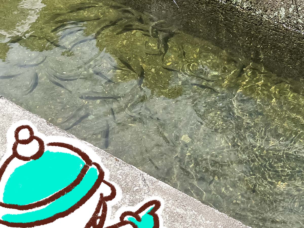 「湯来つり堀」で釣った"鮎"を焼いてもらって、おにぎりと食べたよ!/広島県湯来町