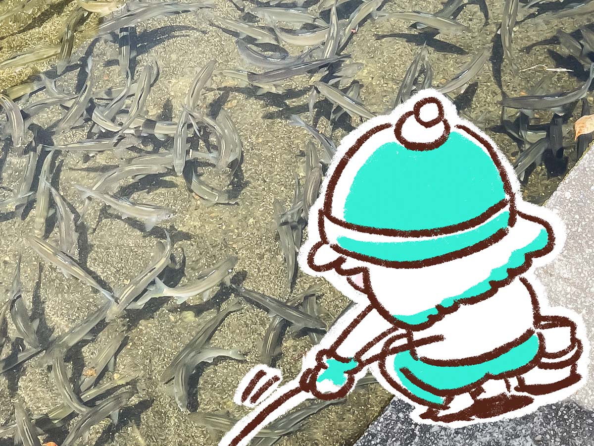 「湯来つり堀」で釣った"鮎"を焼いてもらって、おにぎりと食べたよ!/広島県湯来町