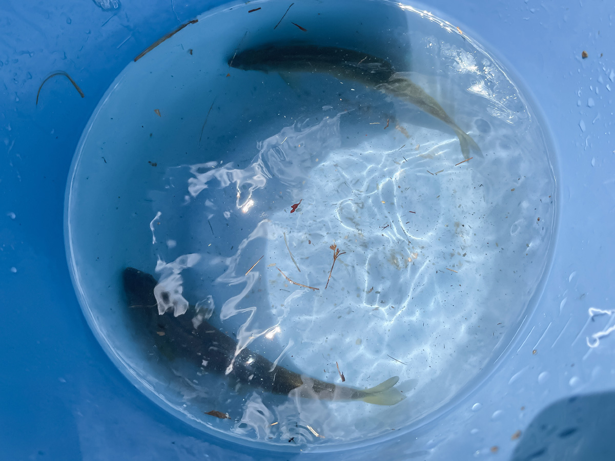 「湯来つり堀」で釣った"鮎"を焼いてもらって、おにぎりと食べたよ!/広島県湯来町