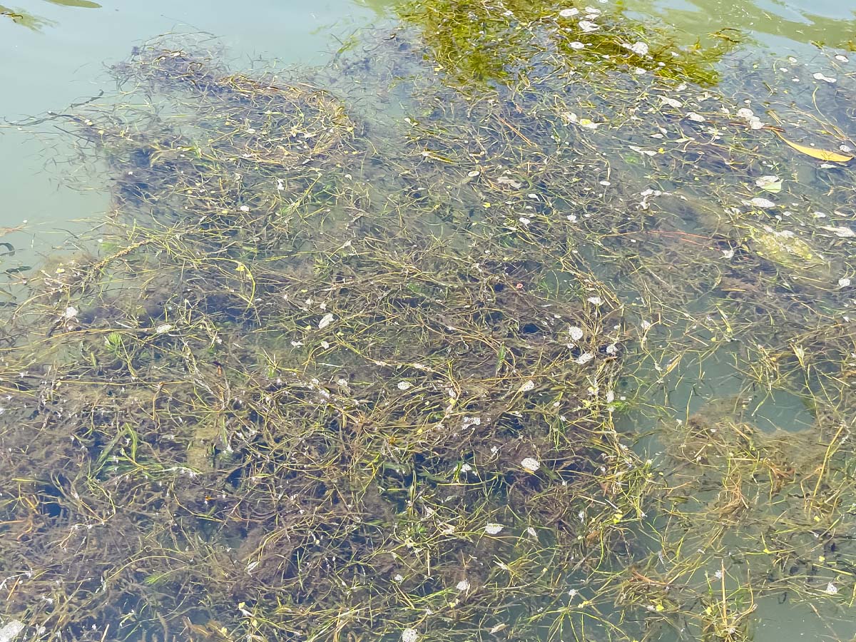 松江城を囲む堀川を周遊する「堀川遊覧船」に乗ってみた!/島根県松江
