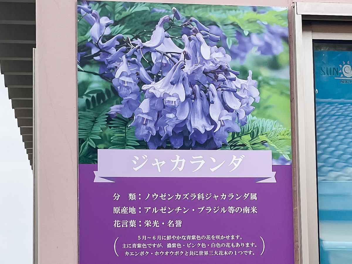 道の駅「なんごう」で新鮮カットマンゴーとブルーベリー食べたよ／宮崎県日南