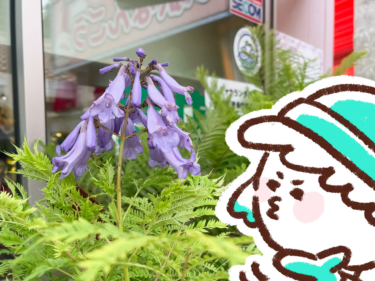 道の駅「なんごう」で新鮮カットマンゴーとブルーベリー食べたよ／宮崎県日南