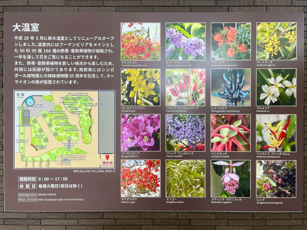 「宮交ボタニックガーデン青島(亜熱帯植物園)」の大温室、熱帯果樹温室に行ってみた！／宮崎県青島