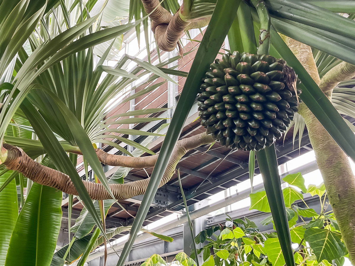 「宮交ボタニックガーデン青島(亜熱帯植物園)」の大温室、熱帯果樹温室に行ってみた！／宮崎県青島