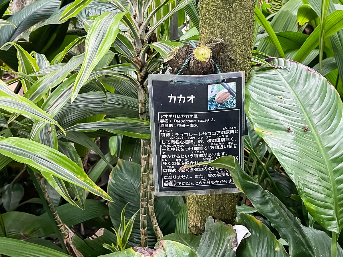 「宮交ボタニックガーデン青島(亜熱帯植物園)」の大温室、熱帯果樹温室に行ってみた！／宮崎県青島