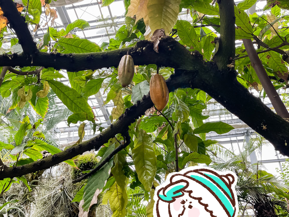 「宮交ボタニックガーデン青島(亜熱帯植物園)」の大温室、熱帯果樹温室に行ってみた！／宮崎県青島