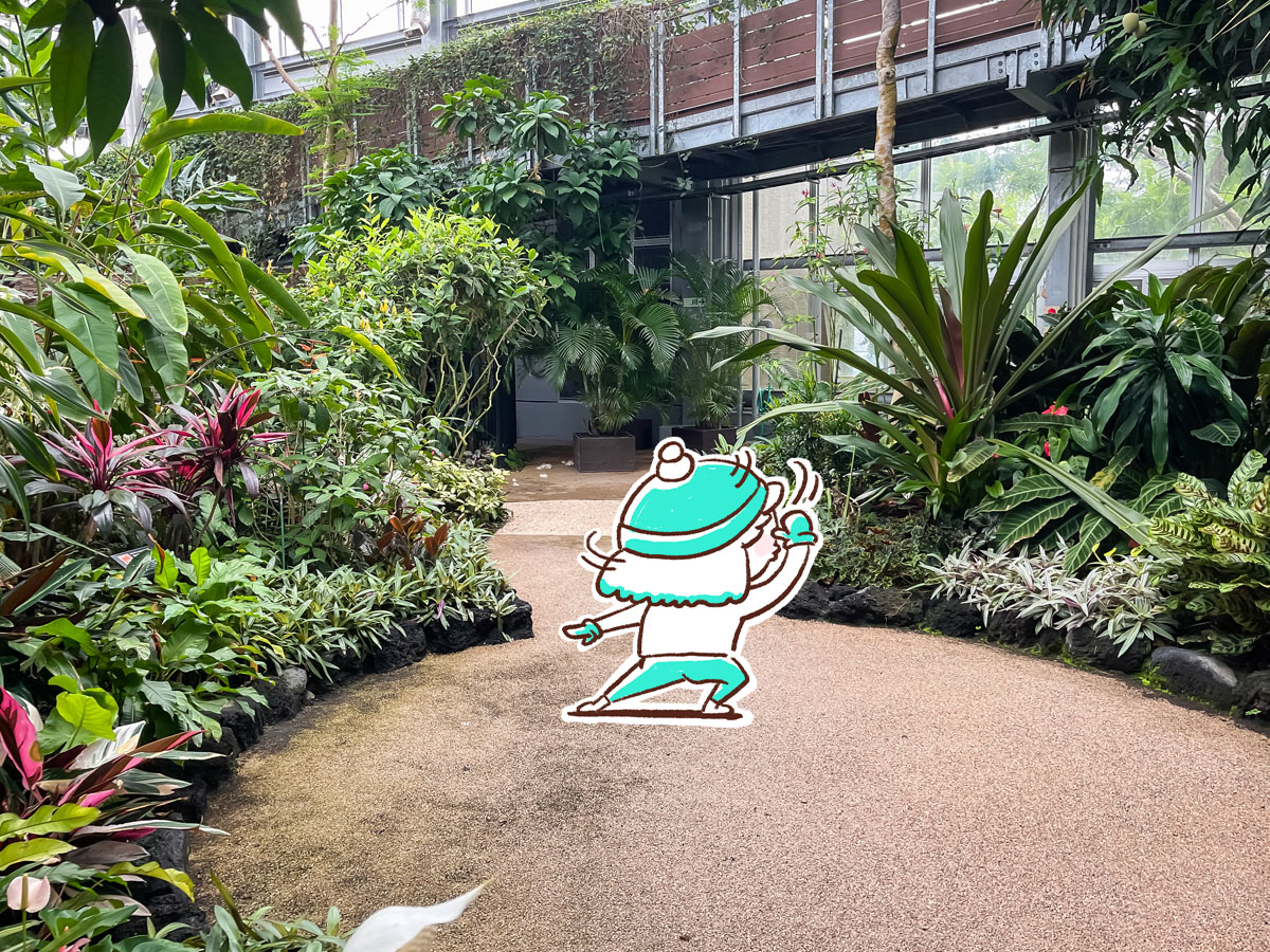 「宮交ボタニックガーデン青島(亜熱帯植物園)」の大温室、熱帯果樹温室に行ってみた！／宮崎県青島