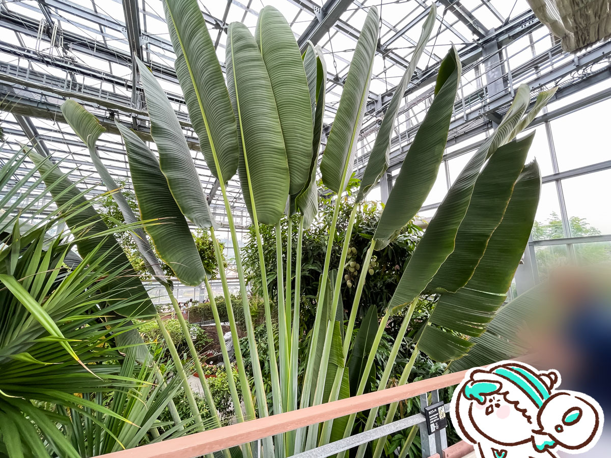 「宮交ボタニックガーデン青島(亜熱帯植物園)」の大温室、熱帯果樹温室に行ってみた！／宮崎県青島