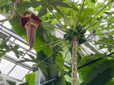 「宮交ボタニックガーデン青島(亜熱帯植物園)」の大温室、熱帯果樹温室に行ってみた！／宮崎県青島