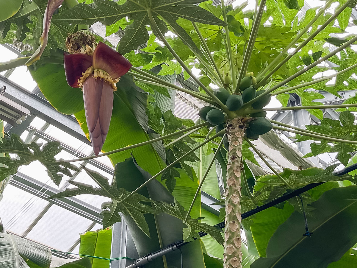 「宮交ボタニックガーデン青島(亜熱帯植物園)」の大温室、熱帯果樹温室に行ってみた！／宮崎県青島