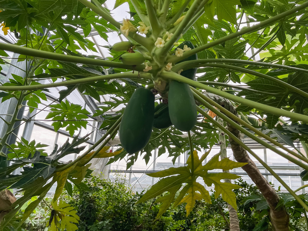 「宮交ボタニックガーデン青島(亜熱帯植物園)」の大温室、熱帯果樹温室に行ってみた！／宮崎県青島