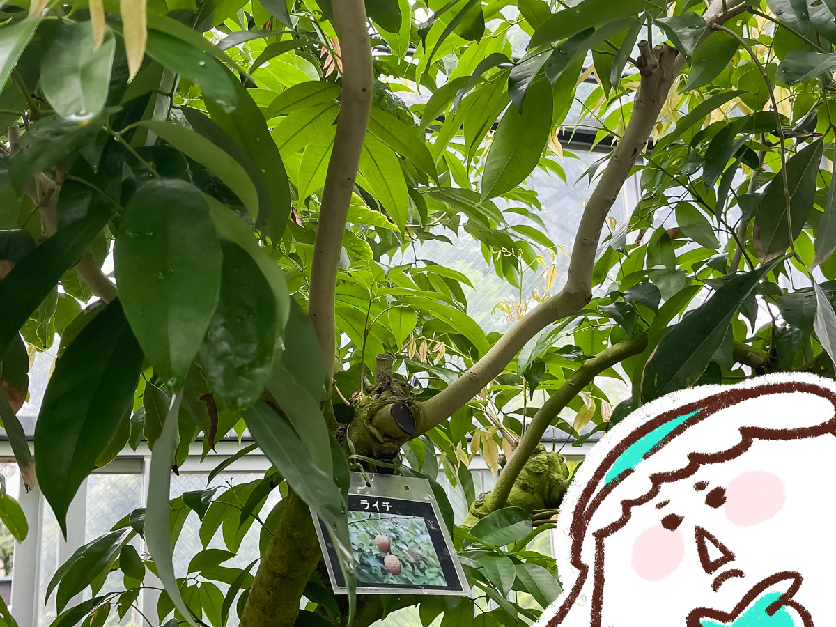 「宮交ボタニックガーデン青島(亜熱帯植物園)」の大温室、熱帯果樹温室に行ってみた！／宮崎県青島