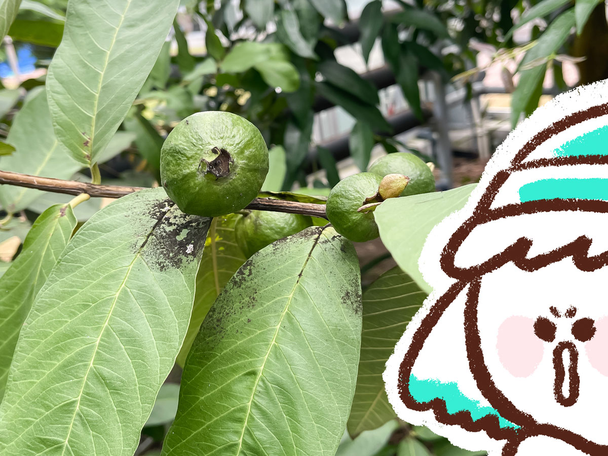 「宮交ボタニックガーデン青島(亜熱帯植物園)」の大温室、熱帯果樹温室に行ってみた！／宮崎県青島