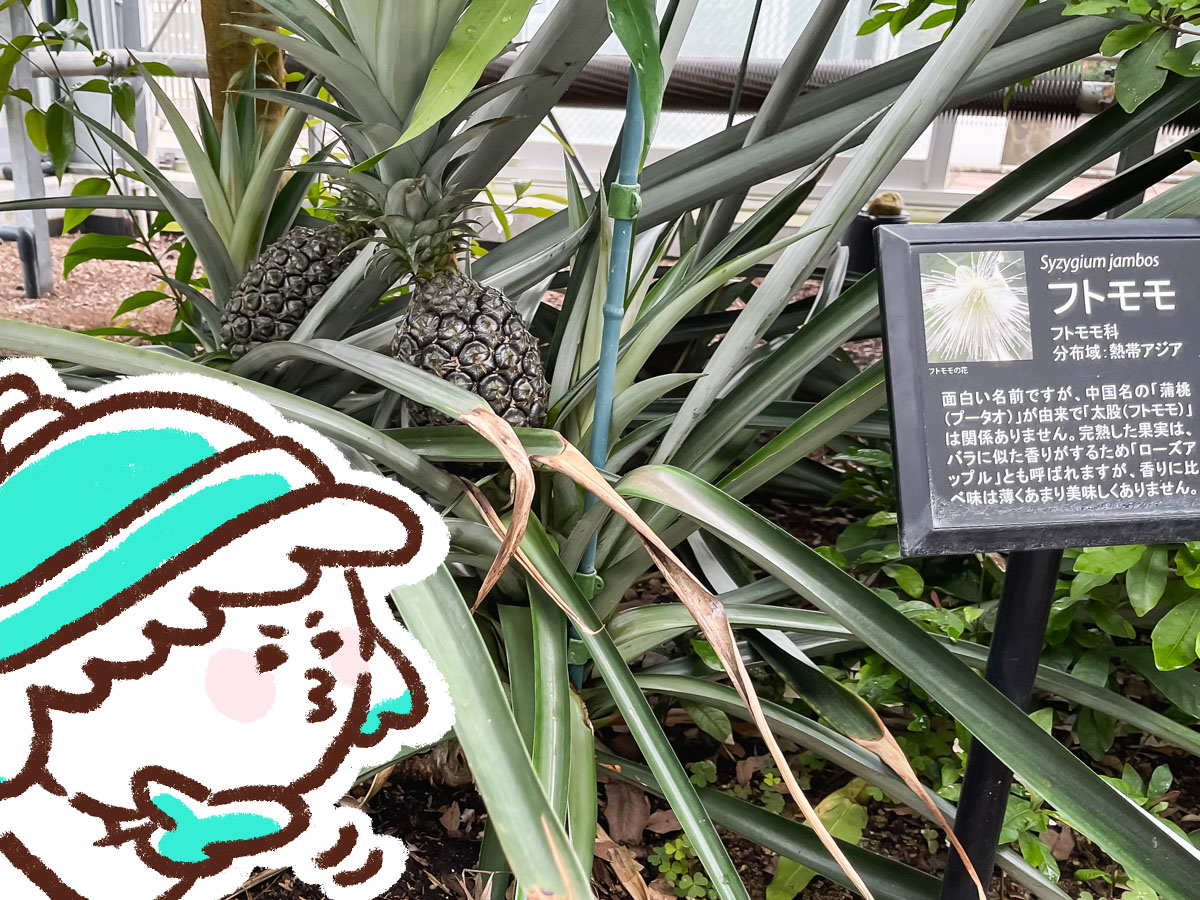「宮交ボタニックガーデン青島(亜熱帯植物園)」の大温室、熱帯果樹温室に行ってみた！／宮崎県青島