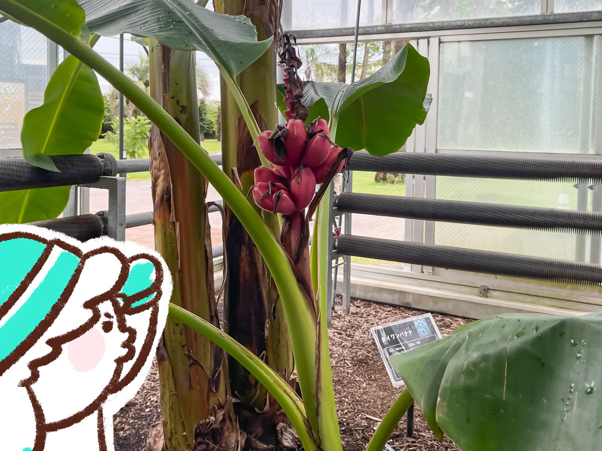 「宮交ボタニックガーデン青島(亜熱帯植物園)」の大温室、熱帯果樹温室に行ってみた！／宮崎県青島