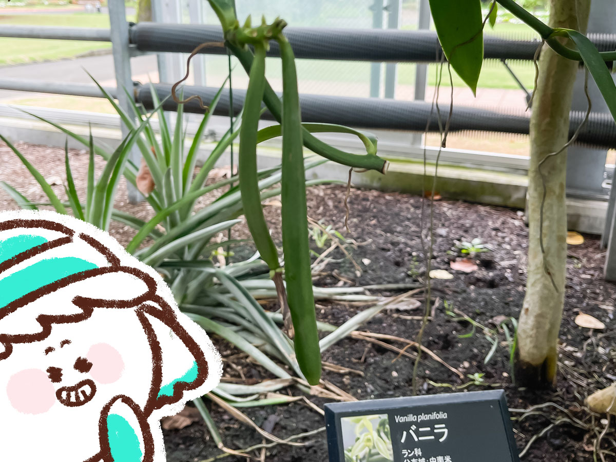 「宮交ボタニックガーデン青島(亜熱帯植物園)」の大温室、熱帯果樹温室に行ってみた！／宮崎県青島