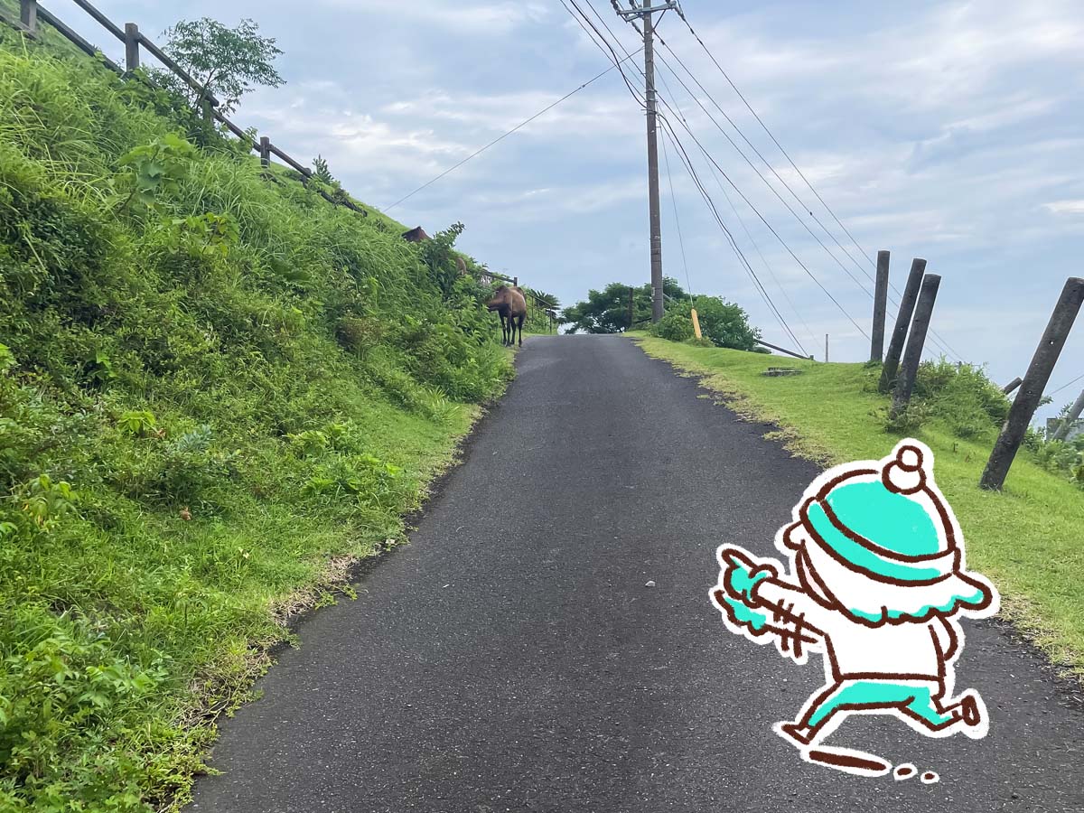 野生の馬が生息してる「都井岬(といみさき)」に行ってみた！／宮崎県串間