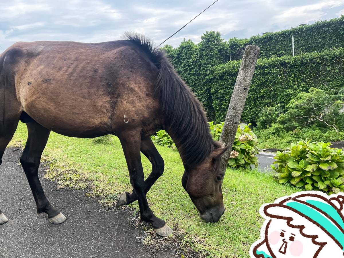 野生の馬が生息してる「都井岬(といみさき)」に行ってみた！／宮崎県串間