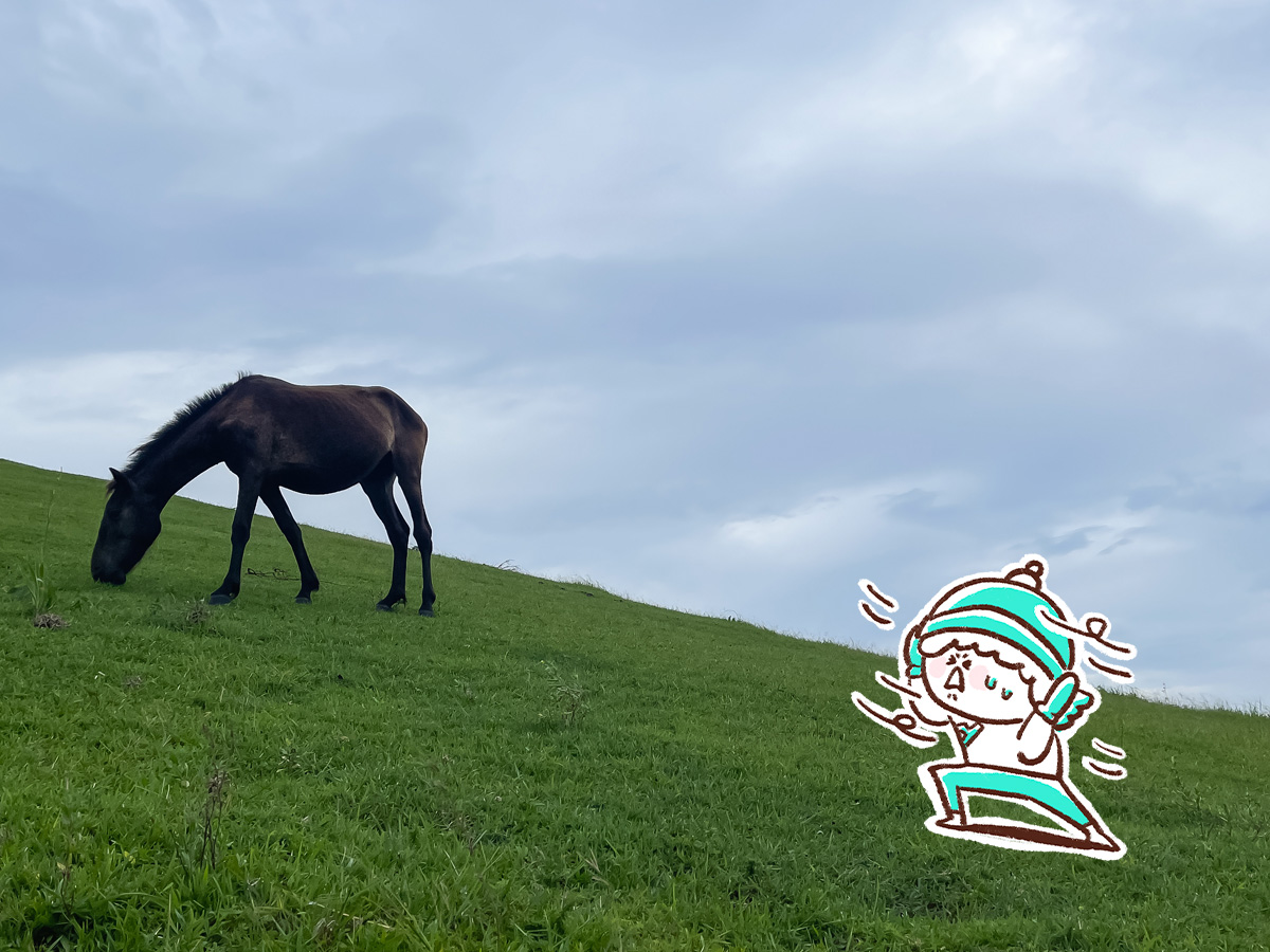 野生の馬が生息してる「都井岬(といみさき)」に行ってみた！／宮崎県串間